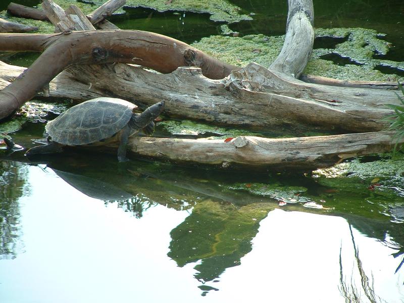 Turtle - San Diego Zoo