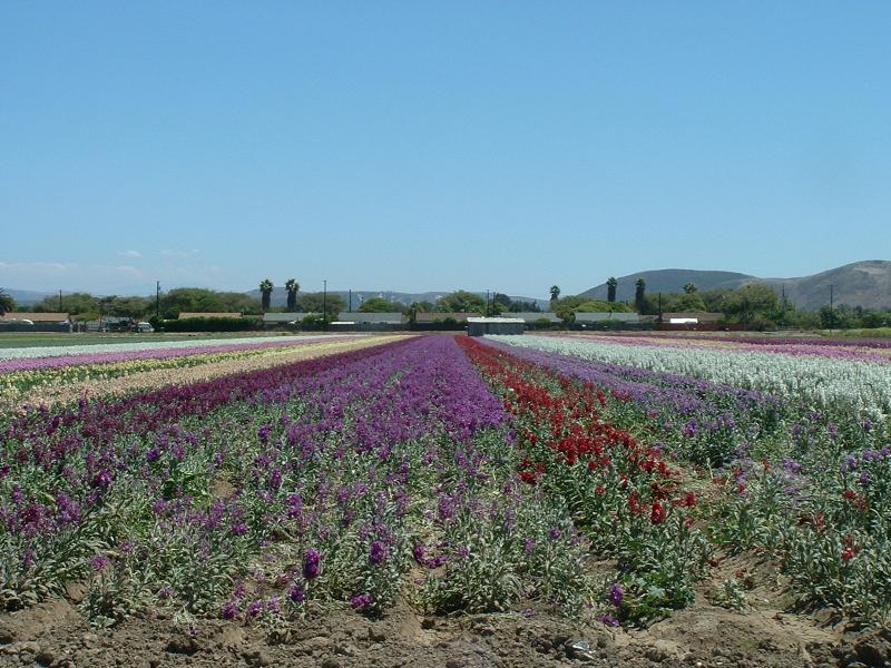 Some of the Lompoc flower fields