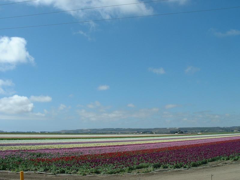 A Lompoc flower field