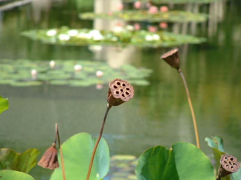 Outside the Botanical Building in Baloba Park