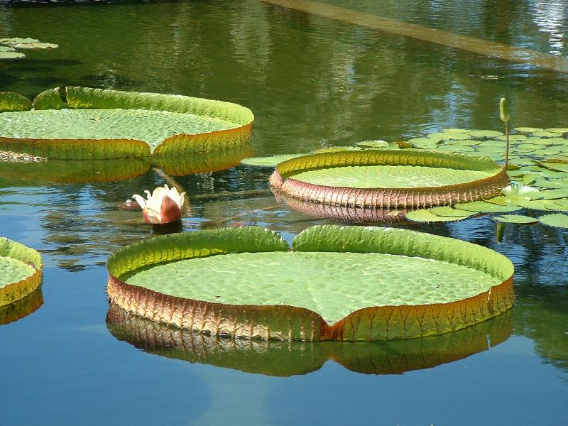 One of the lillies in the lilly-pond outside the Botanical Building