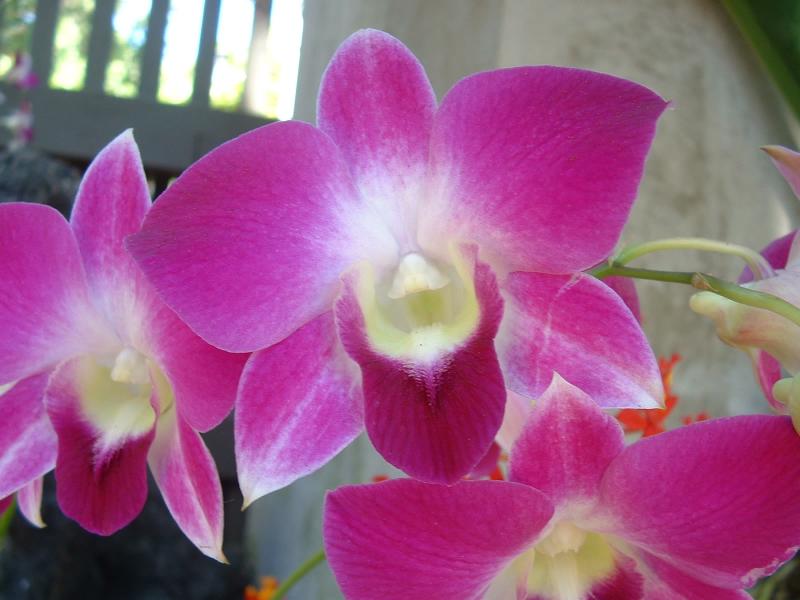 Inside the Botanical Building in Baloba park
