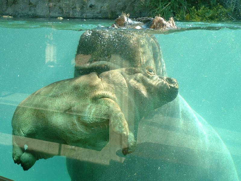 A baby rhinocerous in the San Diego Zoo