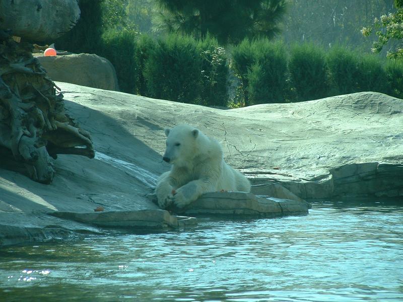 A polar bear feeding at the San Diego Zoo