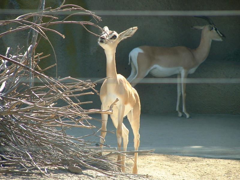A deer at the San Diego Zoo
