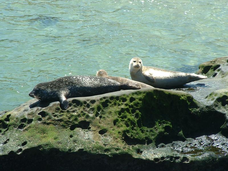 Sea Lions, on the Coast, La Jolla