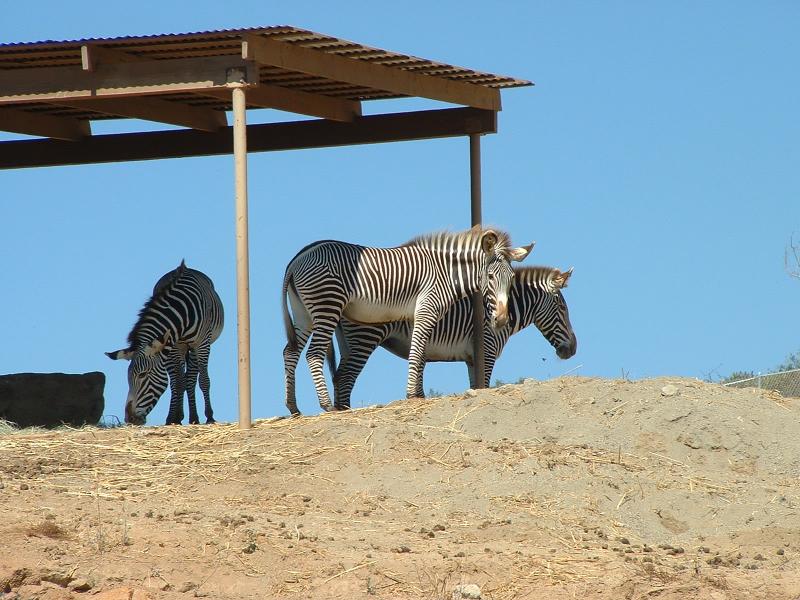 Some Zebras enjoying the shade at the San Diego Wild Aminal Park