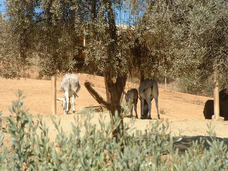 San Diego Wild Animal Park