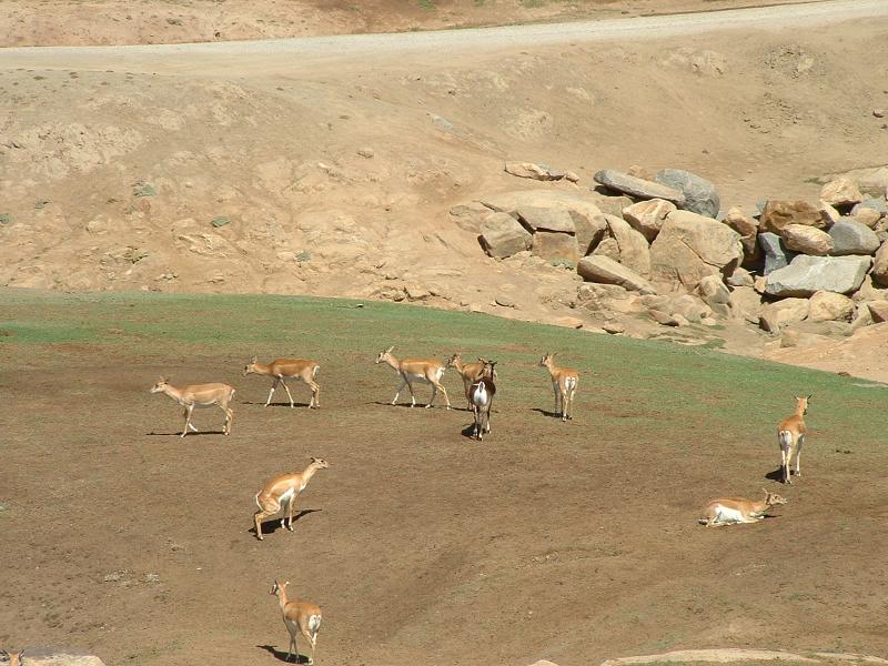 San Diego Wild Animal Park