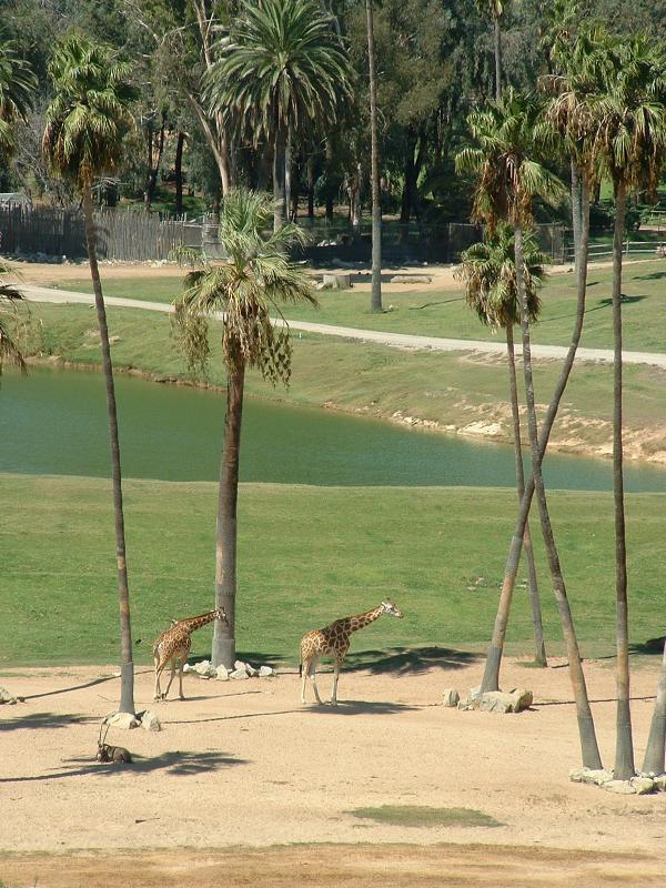 San Diego Wild Animal Park