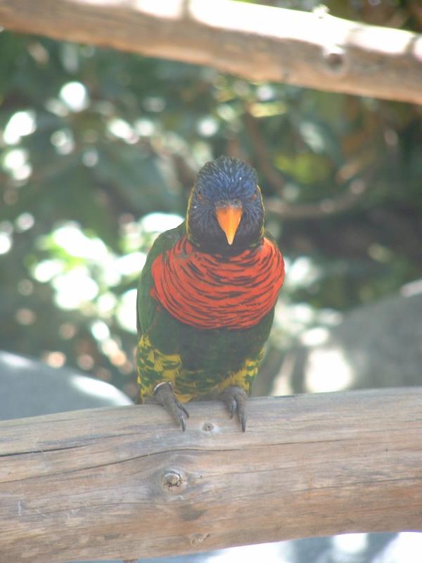 San Diego Wild Animal Park