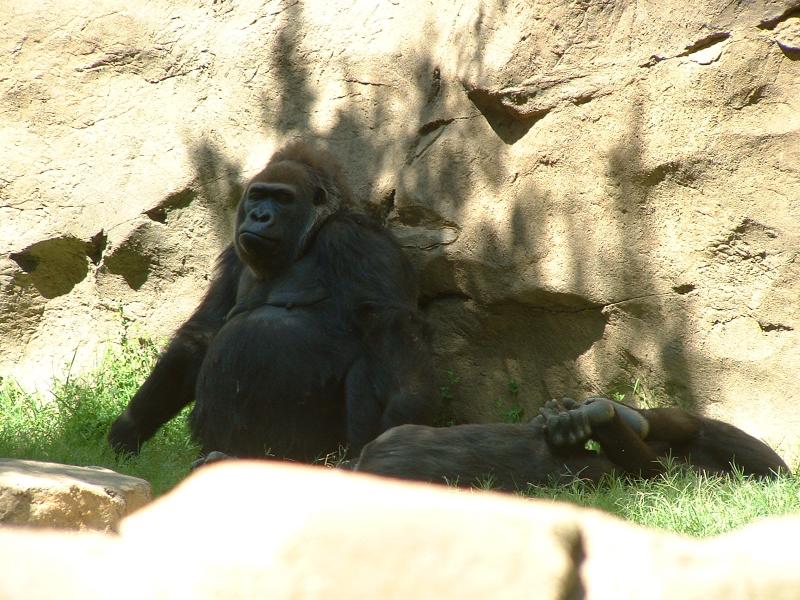 San Diego Wild Animal Park