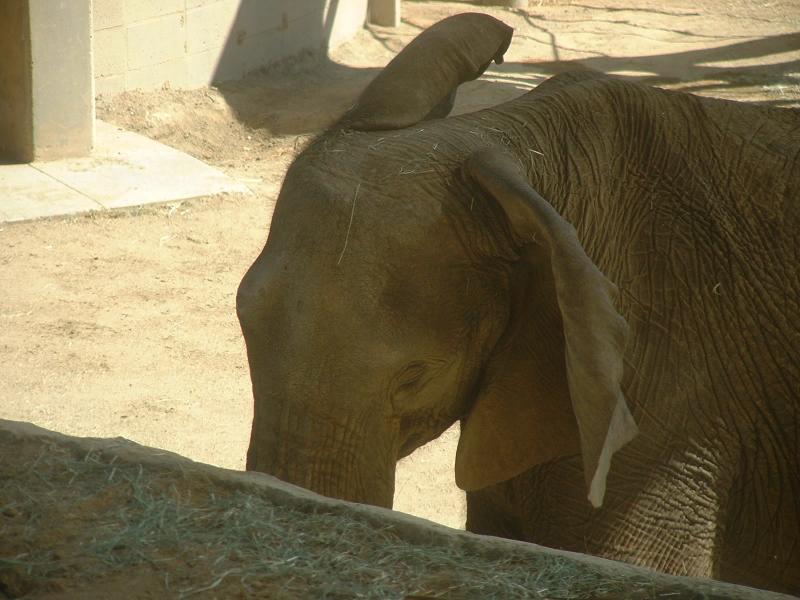 San Diego Wild Animal Park