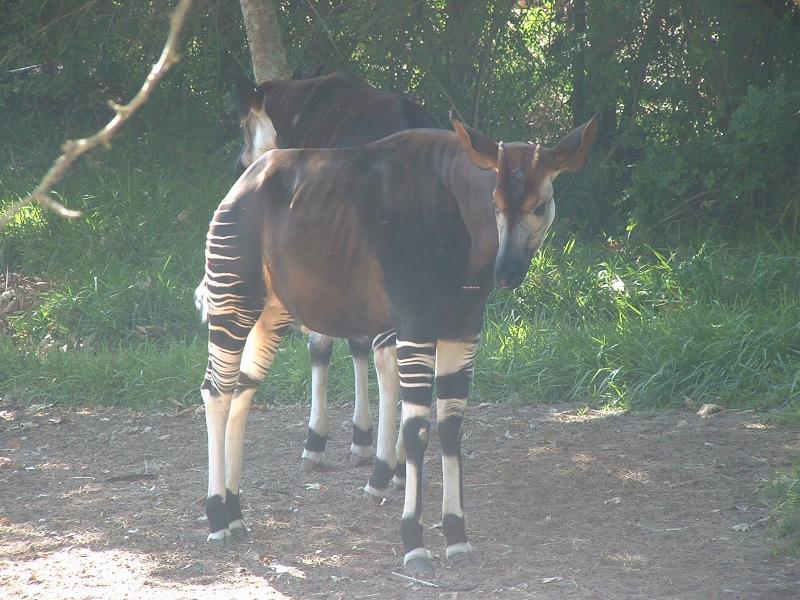 San Diego Wild Animal Park