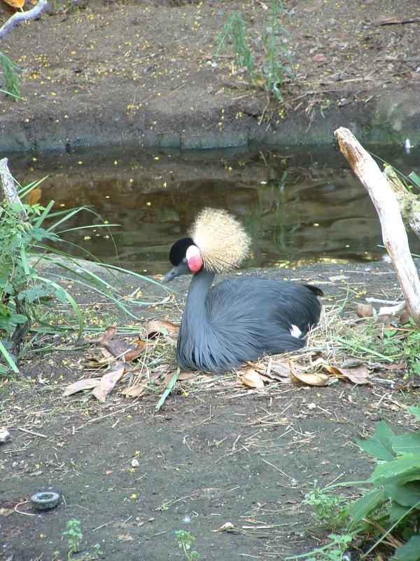 San Diego Wild Animal Park