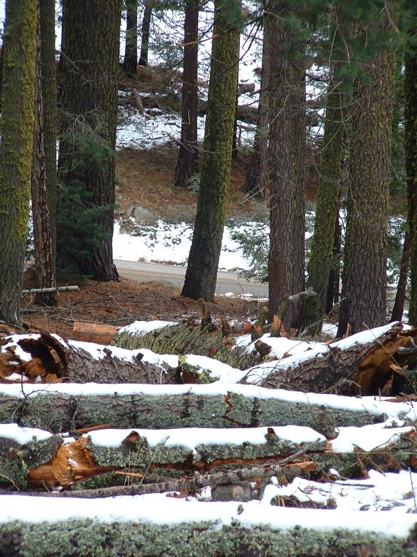 Snow on the ground, Sequoia and Kings Canyon
