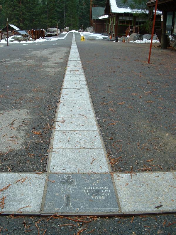 The light-grey path is the height of the Sentinel tree, Sequoia and Kings Canyon