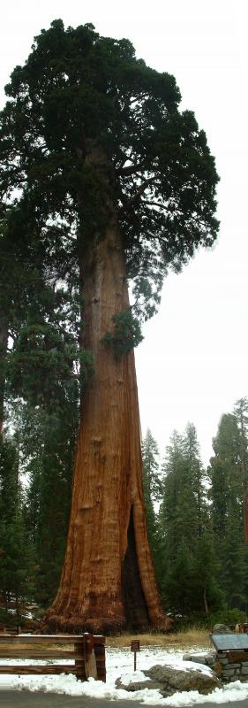 Sentinel tree, outside the Giant Forest Museum, Sequoia and Kings Canyon