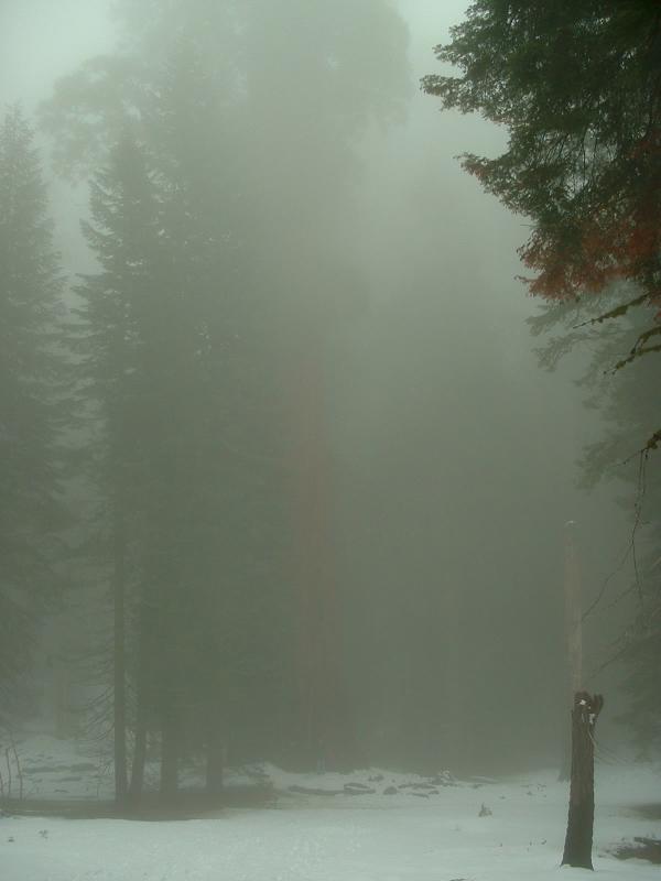 Jo in front of the McKinley tree, Sequoia and Kings Canyon