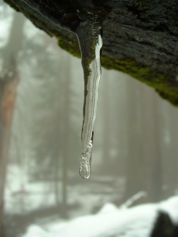 Icycle on the Congress Trail, Sequoia and Kings Canyon