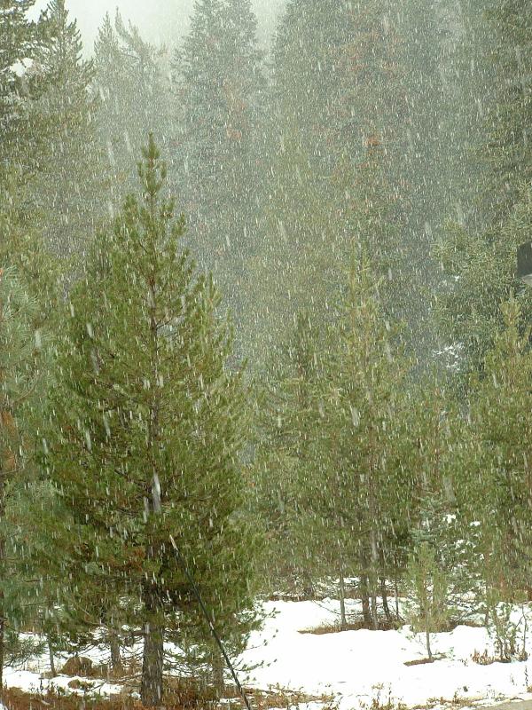It's snowing!  Sequoia and Kings Canyon