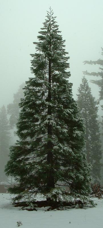 A natural Christmas tree, Sequoia and Kings Canyon