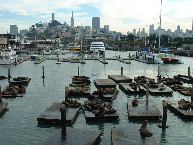 Sea lions in Pier 39, San Francisco