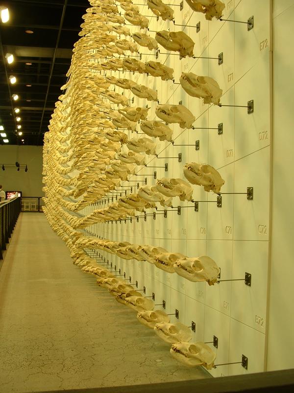 A wall of skulls, California Academy of Sciences & the Steinhart Aquarium, San Francisco