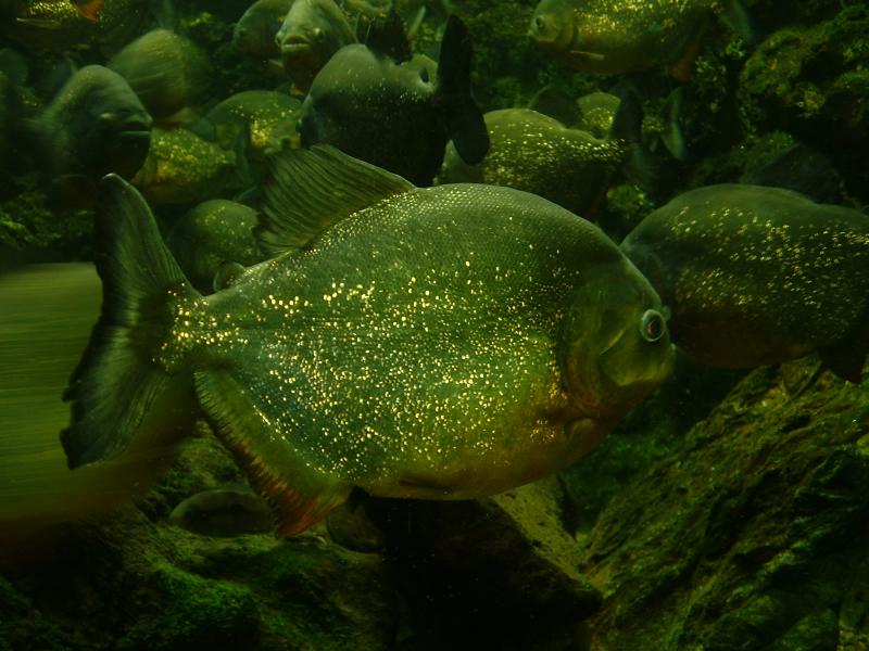Fish, California Academy of Sciences & the Steinhart Aquarium, San Francisco