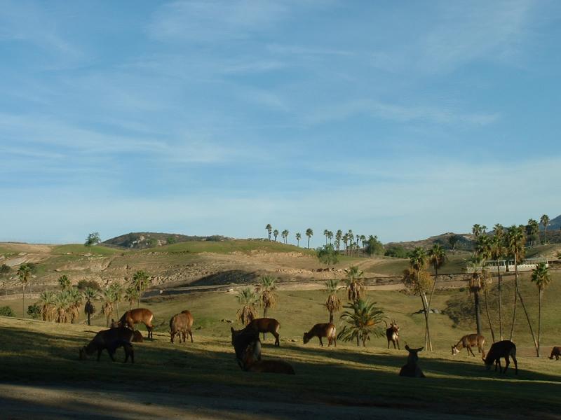 Animals resting in Kilima Point, San Diego WIld Animal Park