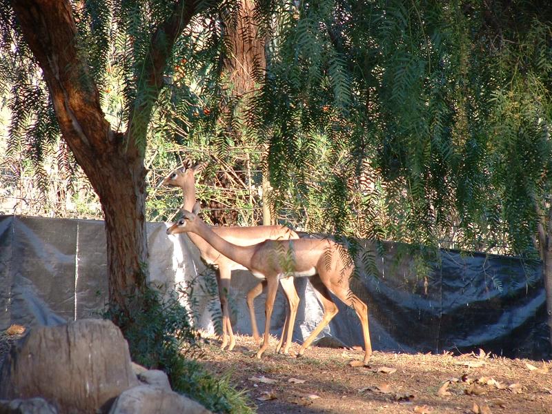 Gerenuk, San Diego WIld Animal Park