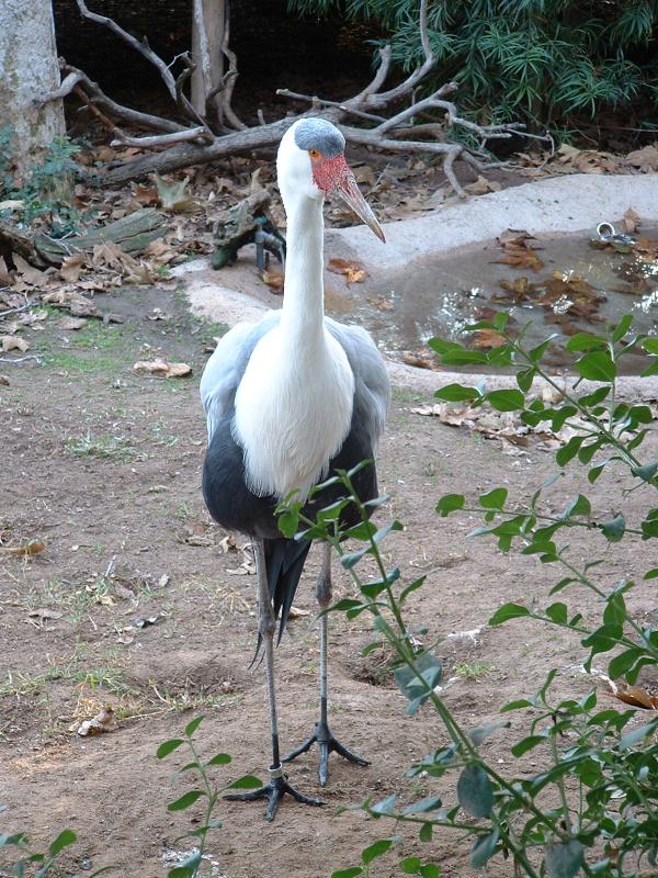 San Diego WIld Animal Park