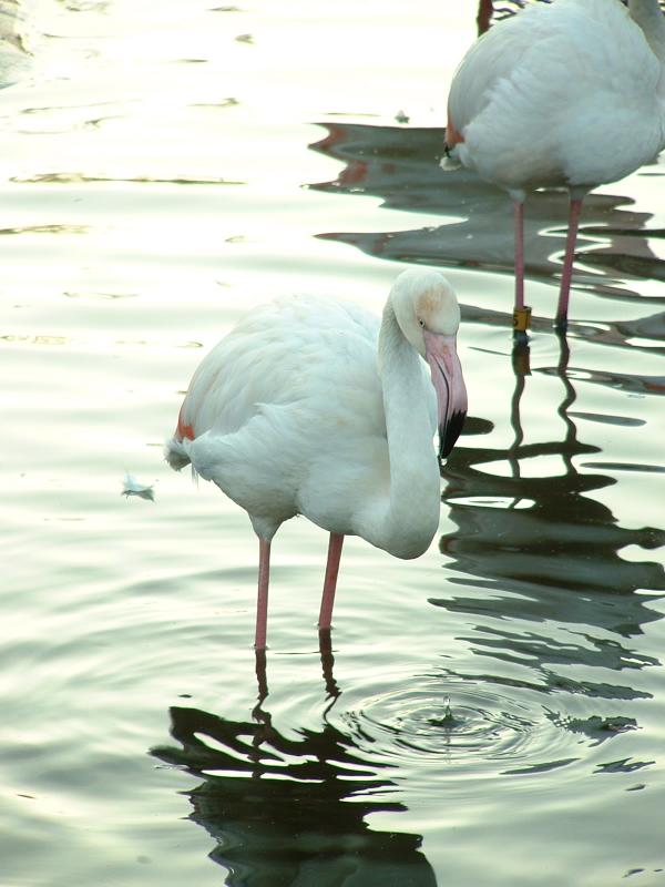 Flamingo, San Diego WIld Animal Park