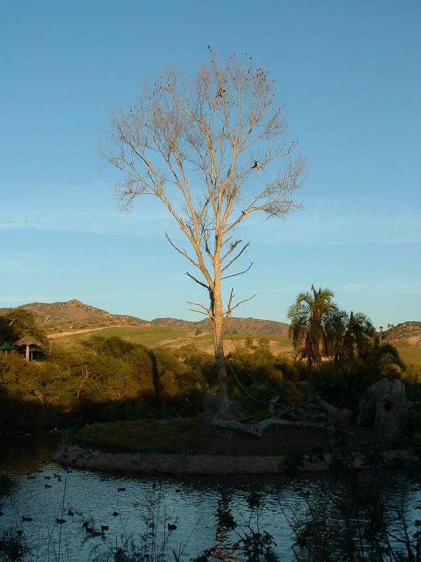 Monkeys sitting in a tree with birds, San Diego WIld Animal Park