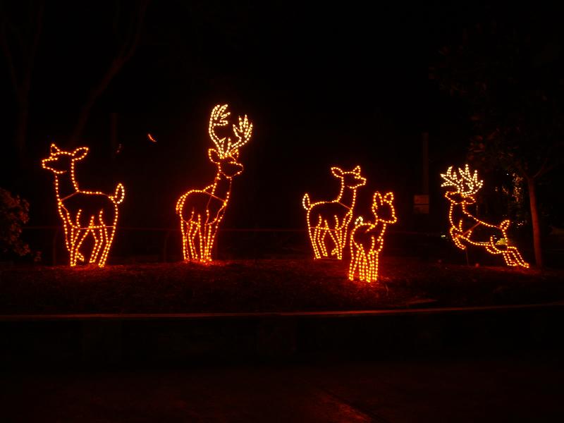 Reindeer in lights, San Diego WIld Animal Park