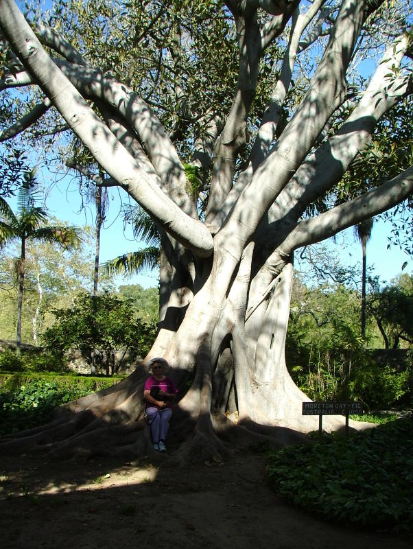 Mum sitting underneath a Morton Bay Fig, Mission Santa Barbara, Santa Barbara, California