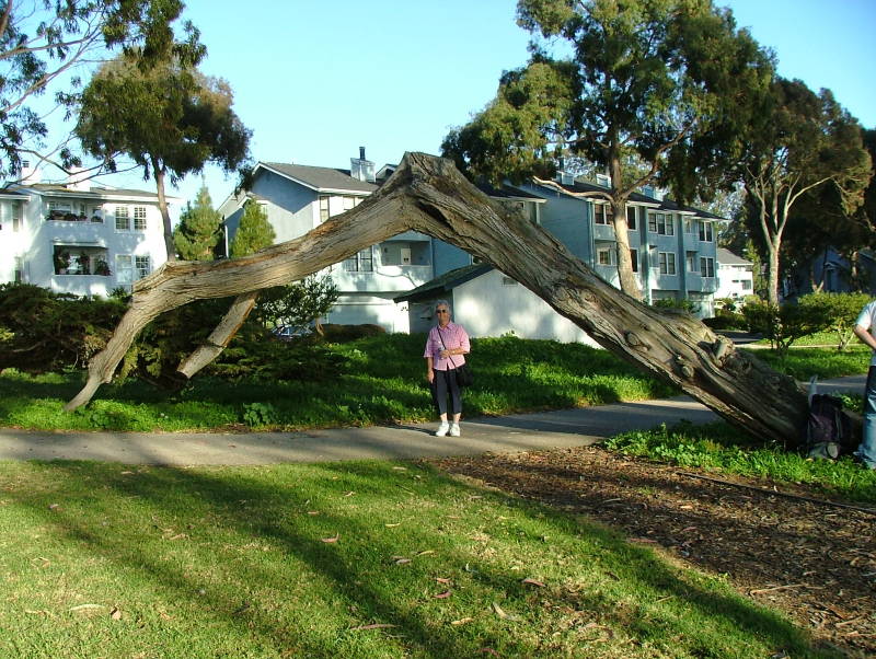 Mum under a tree in Morro Bay, California