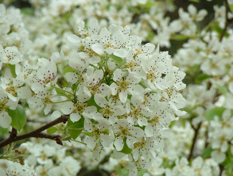 Flowers at La Purisima Mission, Lompoc, California