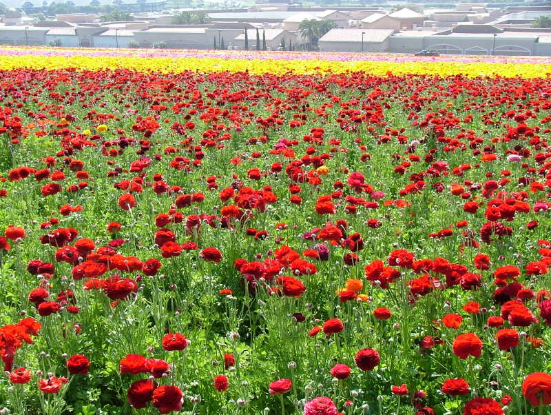 Ranunculus at Carlsbad, California