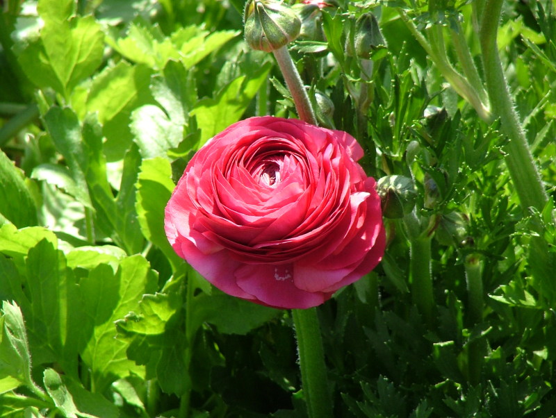 Ranunculus at Carlsbad, California