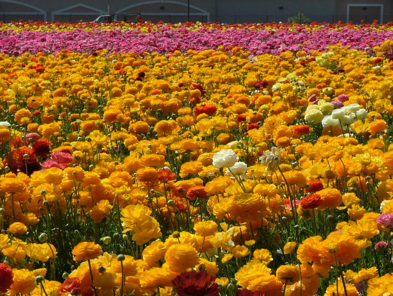 Ranunculus at Carlsbad, California