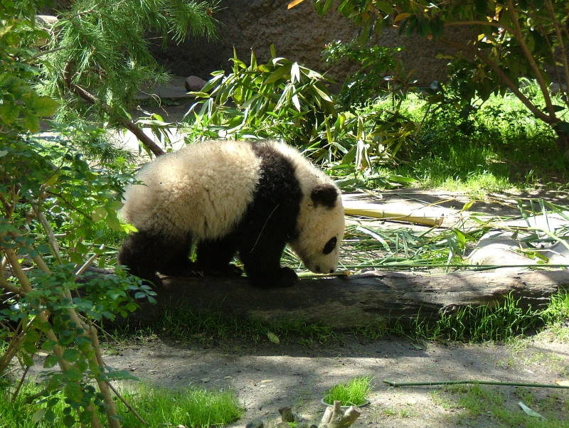 Mei Sheng, born August 19, 2003, San Diego Zoo, San Diego, California