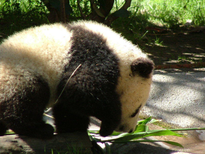 Mei Sheng, born August 19, 2003, San Diego Zoo, San Diego, California