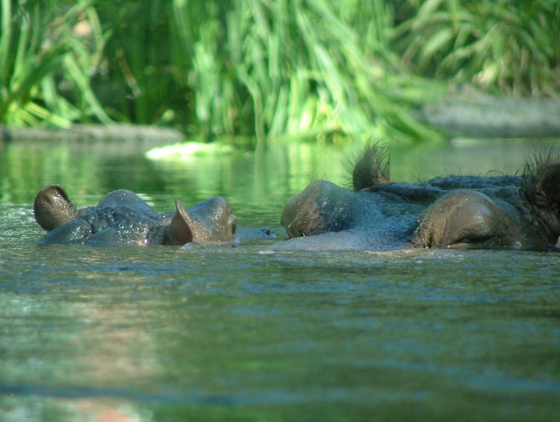 San Diego Zoo, San Diego, California