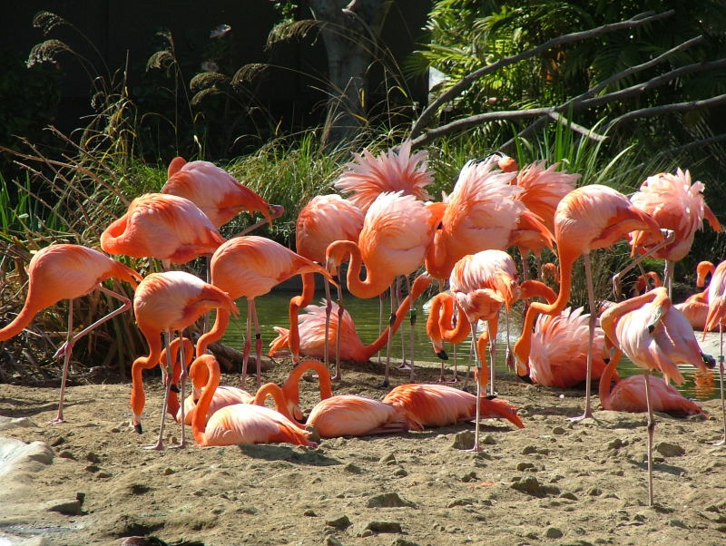 San Diego Zoo, San Diego, California
