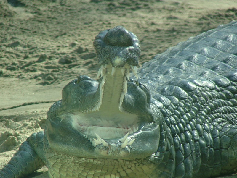 San Diego Zoo, San Diego, California