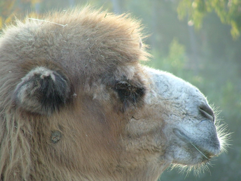 San Diego Zoo, San Diego, California