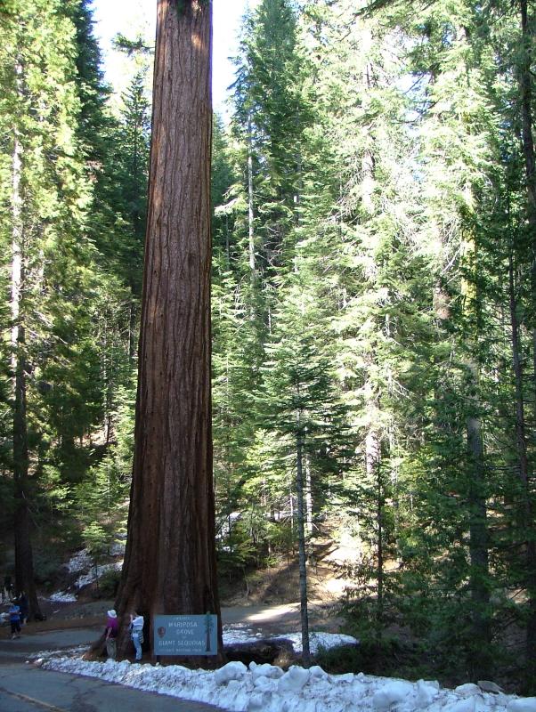 Mariposa Grove of Sequoias, Yosemite National Park, California