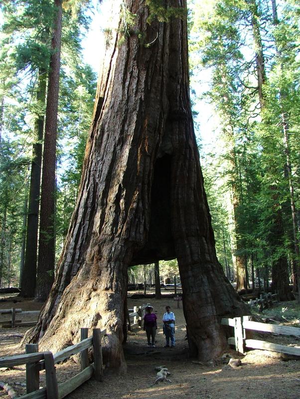 The Sequoia that the stagecoach used to go through, Yosemite National Park, California