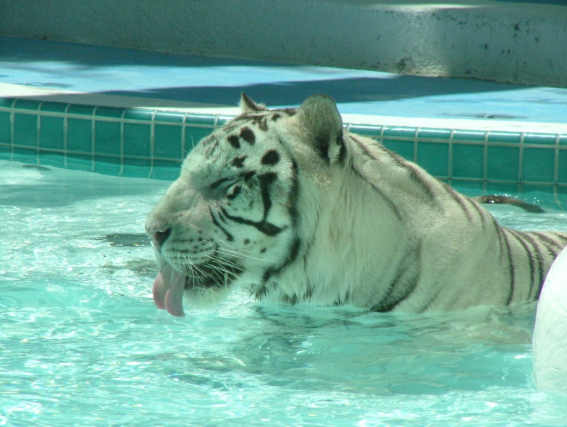 White Tiger, Mirage, Las Vegas, Nevada